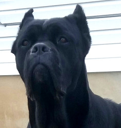 Cane Corso Breeder in Utah, Wasatch Mountain Cane Corsos